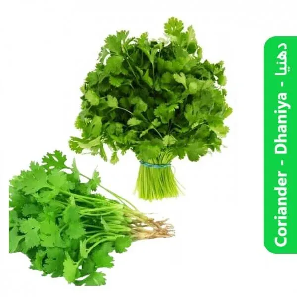 Coriander ( Dhaniya – دھنیا )